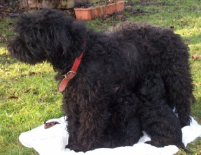 schwarzer Puli